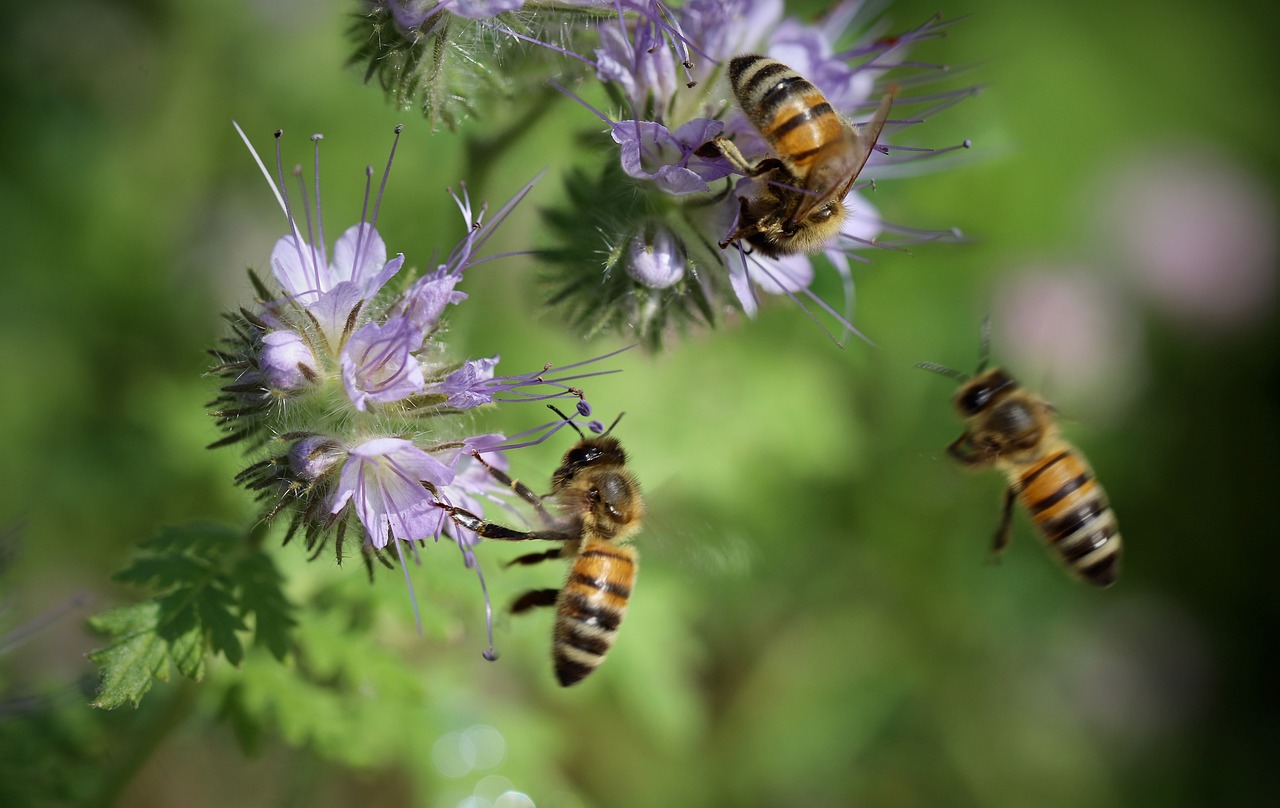 Bienen